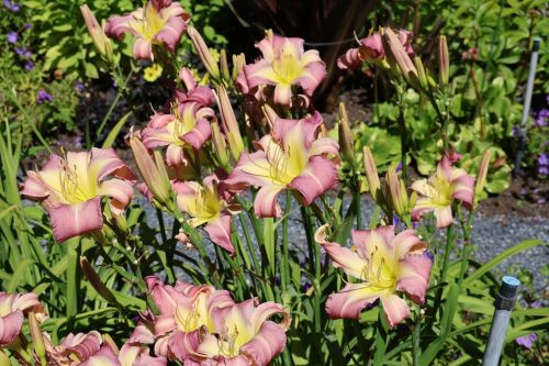 Breathing In Snowflakes (Douglas-H., 2016) Stout Award 2024